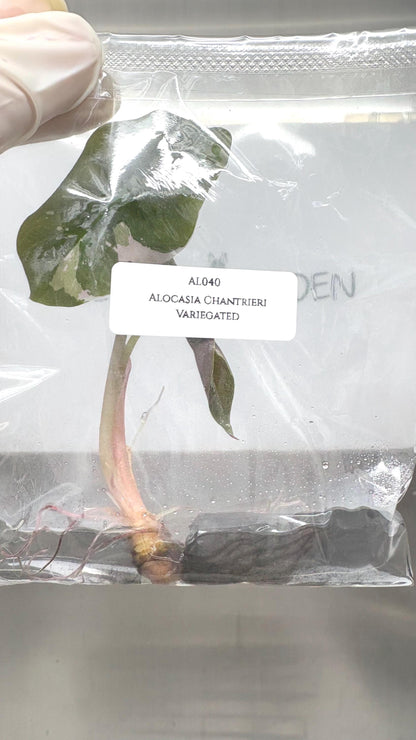 Alocasia Chantrieri Pink Variegated Tissue Culture (1 item/bag)
