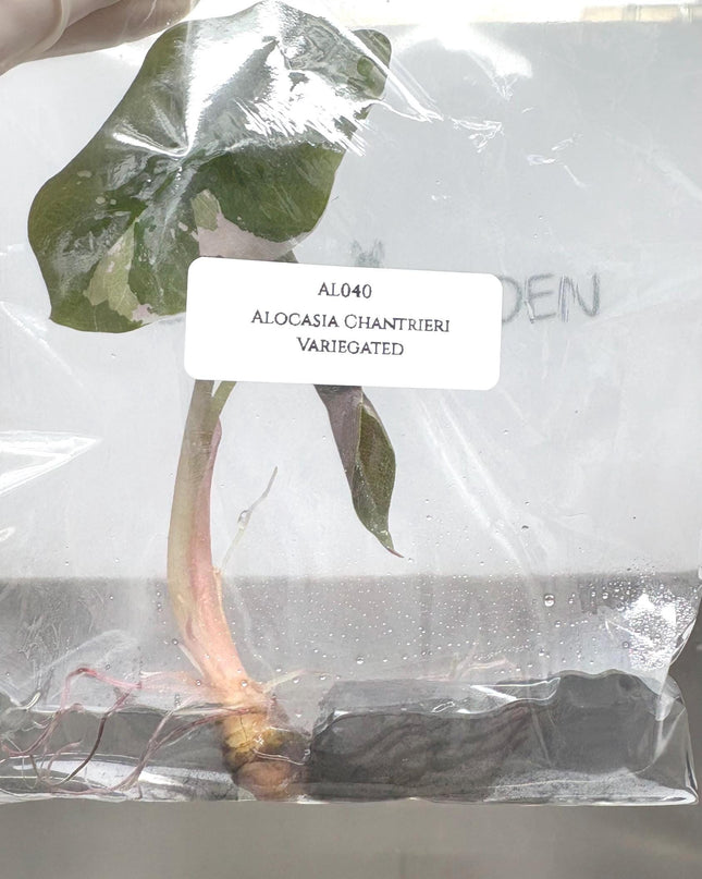 Alocasia Chantrieri Pink Variegated Tissue Culture (1 item/bag)