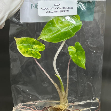 Alocasia Yucatan Princess Aurea Variegated Tissue Culture (1 item/bag)