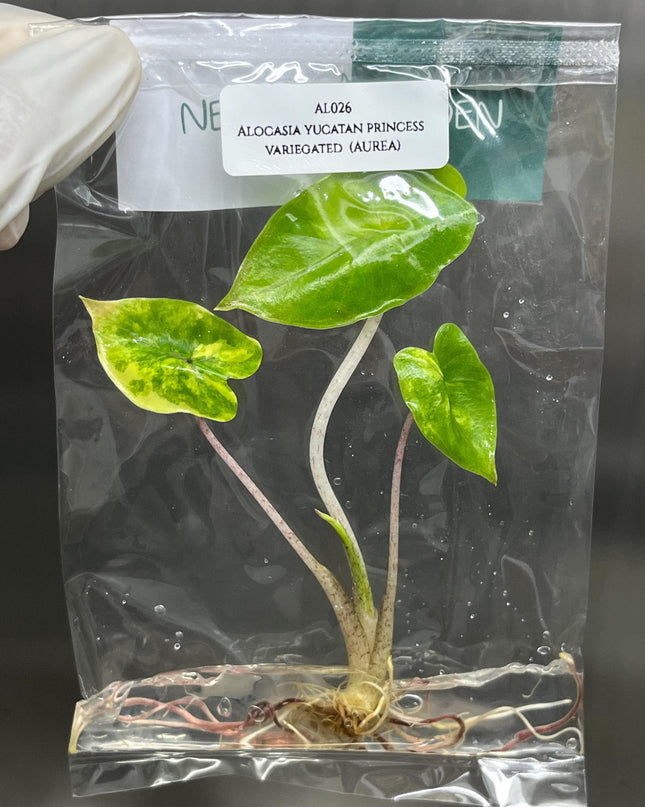 Alocasia Yucatan Princess Aurea Variegated Tissue Culture (1 item/bag)
