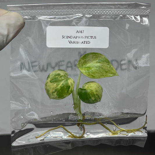 Scindapsus Pictus Variegated Tissue Culture (1 item/bag)