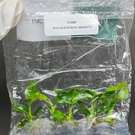Philodendron Majestic Tissue Culture (5 items/bag)