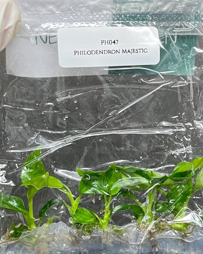 Philodendron Majestic Tissue Culture (5 items/bag)