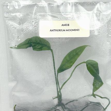 Anthurium Moonenii Tissue Culture (1 item/bag)