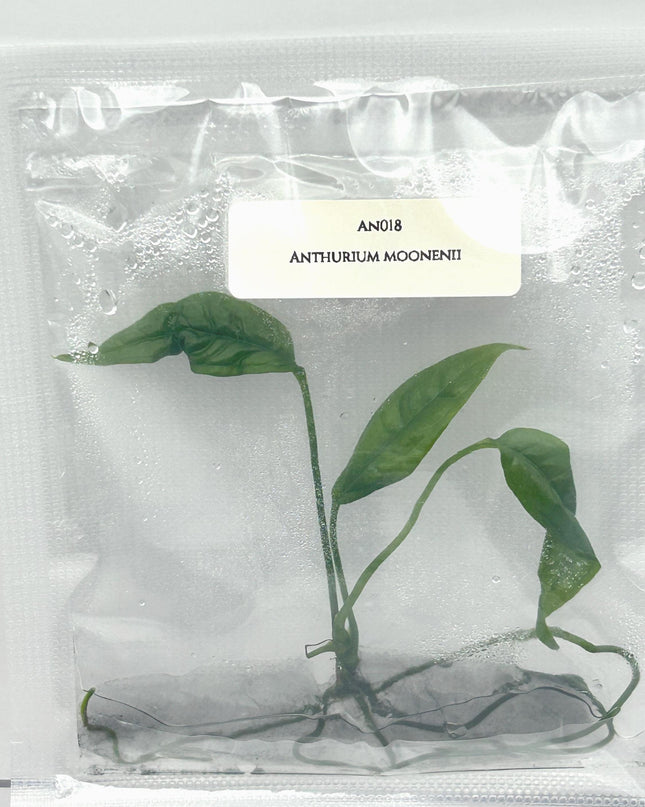 Anthurium Moonenii Tissue Culture (1 item/bag)