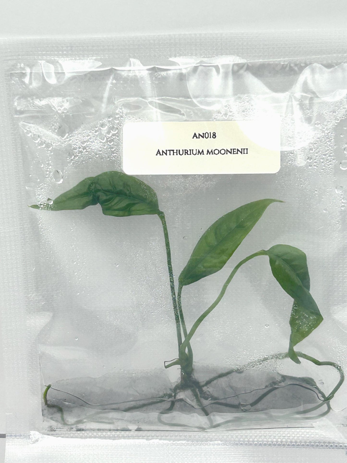 Anthurium Moonenii Tissue Culture (1 item/bag)