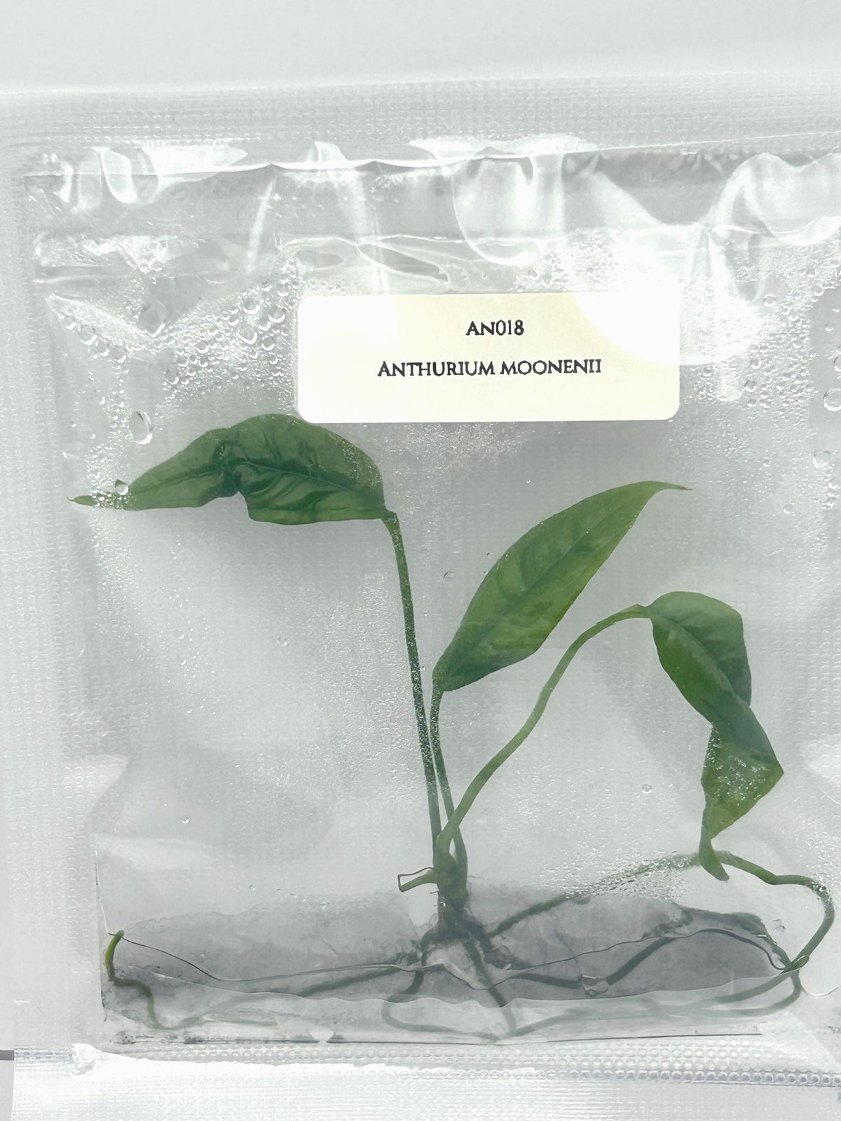 Anthurium moonenii (1 plantlet/bag) Tissue culture