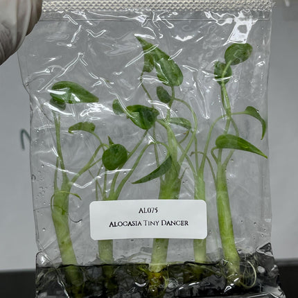 Alocasia Tiny Dancer Tissue Culture (5 items/bag)