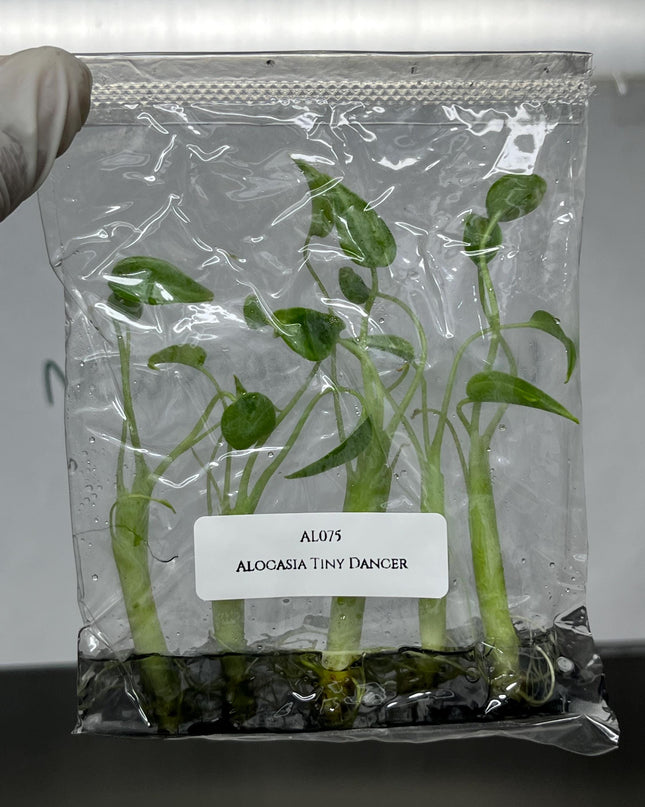 Alocasia Tiny Dancer Tissue Culture (5 items/bag)
