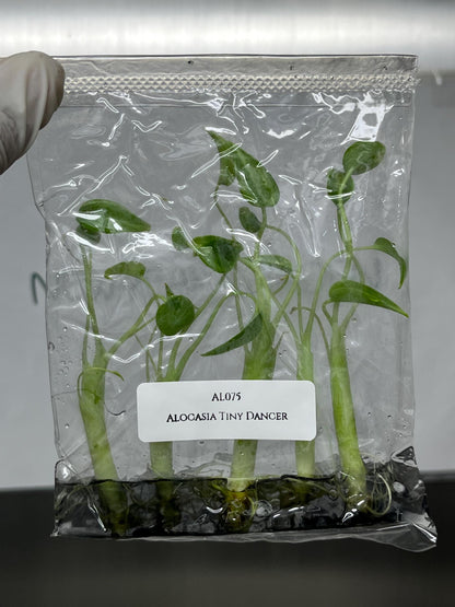 Alocasia Tiny Dancer Tissue Culture (5 items/bag)