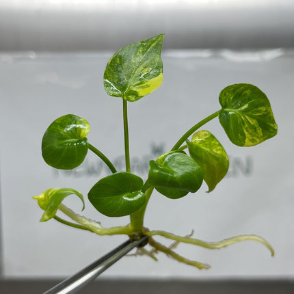 Philodendron Xanadu Variegted Tissue Culture (1 item/bag)