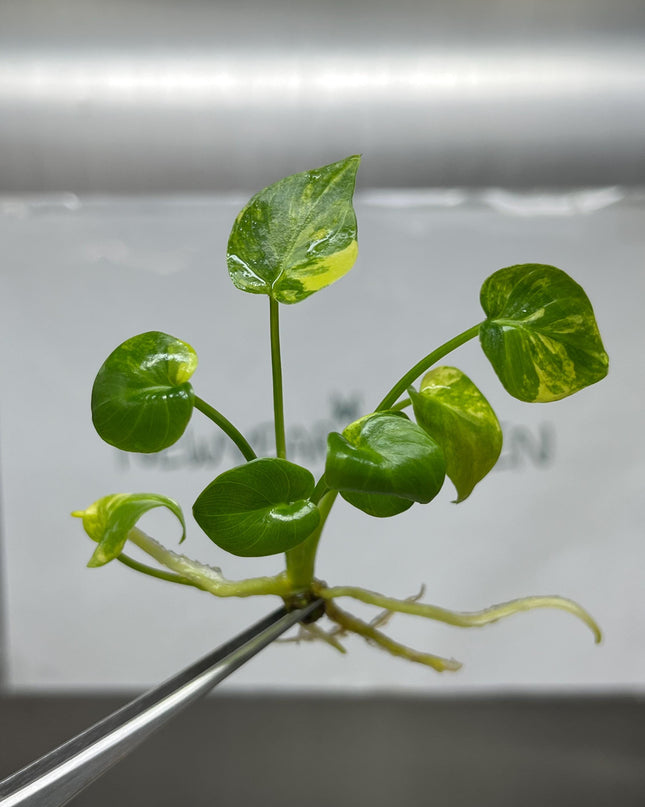 Philodendron Xanadu Variegted Tissue Culture (1 item/bag)