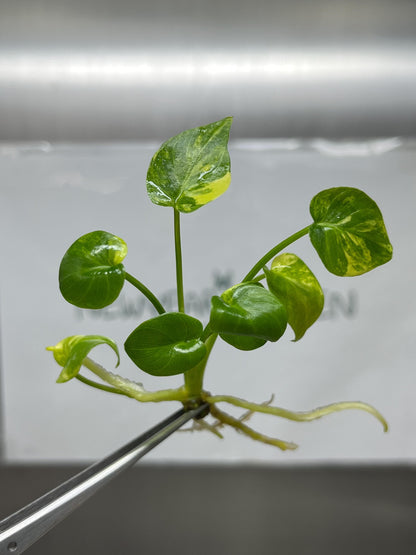 Philodendron Xanadu Variegted Tissue Culture (1 item/bag)