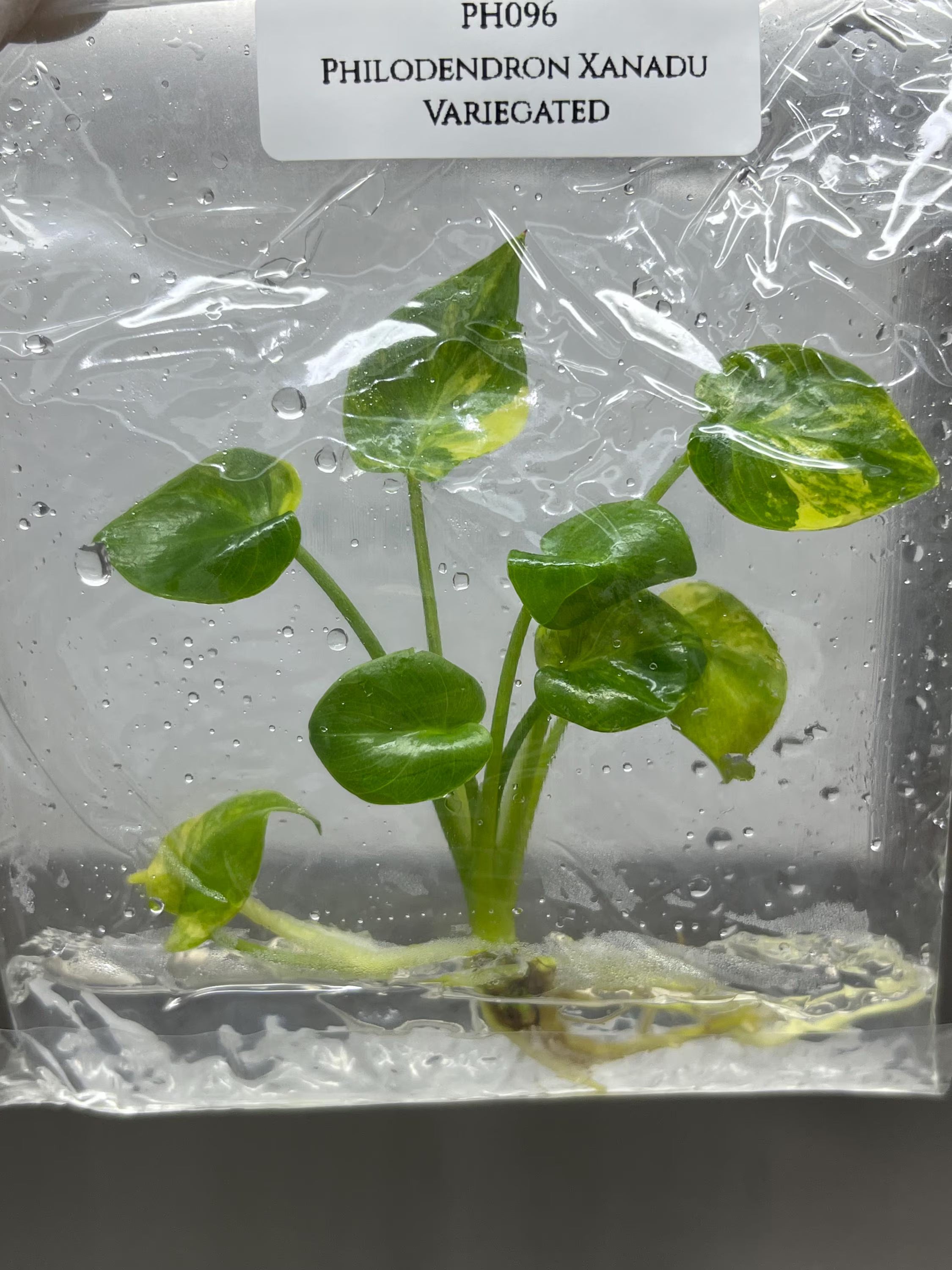Philodendron Xanadu Variegted (1 plantlet/bag) Tissue culture