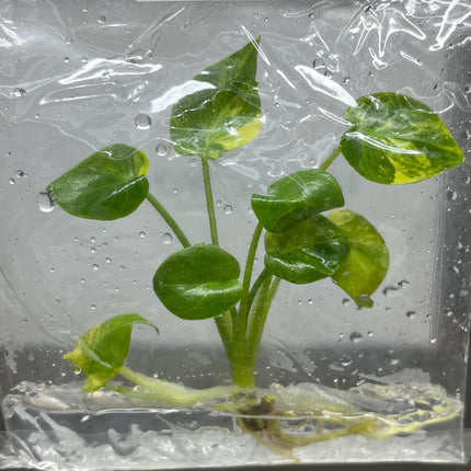 Philodendron Xanadu Variegted Tissue Culture (1 item/bag)