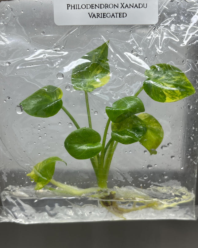 Philodendron Xanadu Variegted Tissue Culture (1 item/bag)