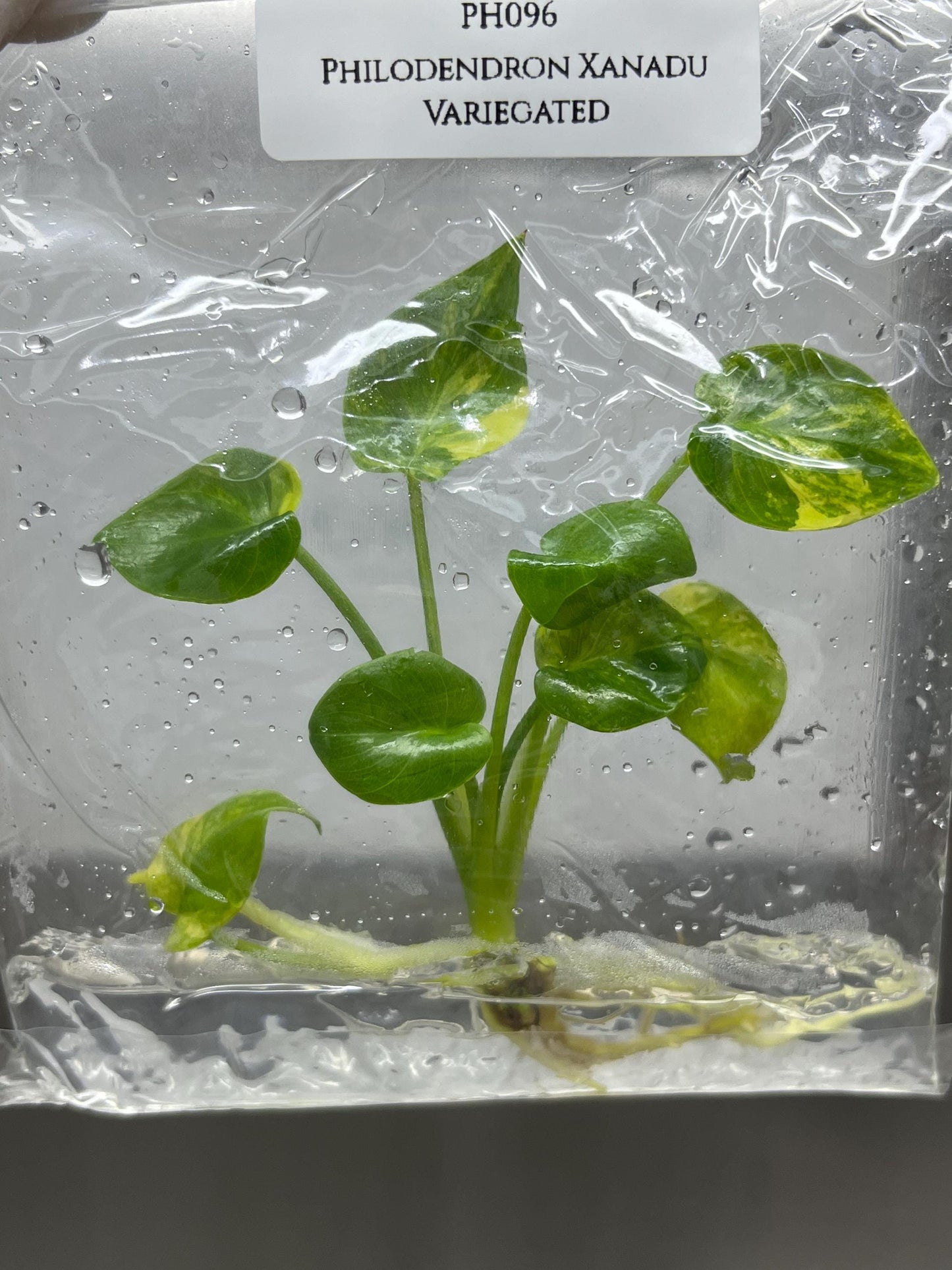 Philodendron Xanadu Variegted Tissue Culture (1 item/bag)