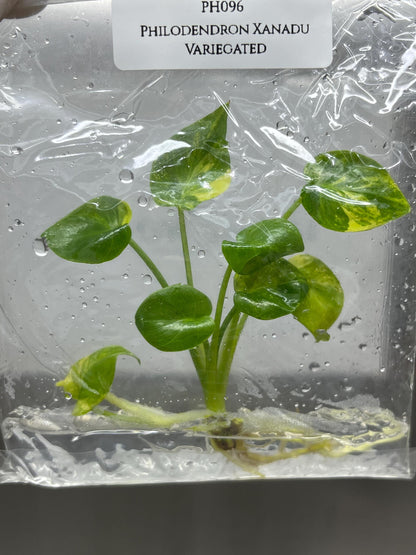 Philodendron Xanadu Variegted Tissue Culture (1 item/bag)