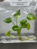 Philodendron Xanadu Variegted (1 plantlet/bag) Tissue culture