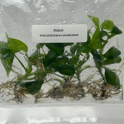 Philodendron Sharoniae Tissue Culture (5 items/bag)