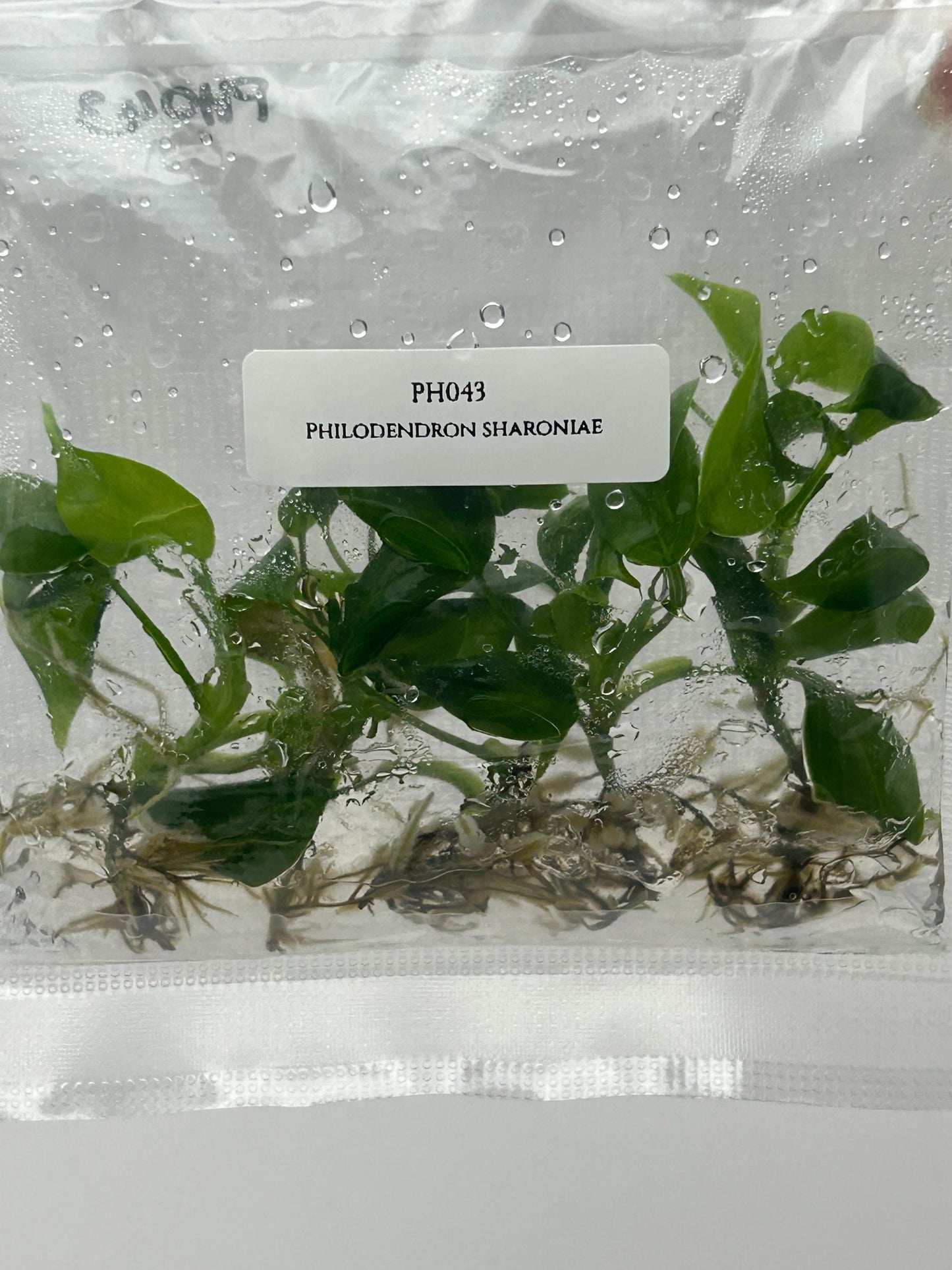 Philodendron Sharoniae Tissue Culture (5 items/bag)