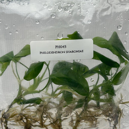 Philodendron Sharoniae Tissue Culture (5 items/bag)