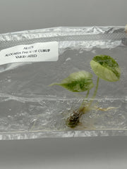 Alocasia Pride of curup Variegated (1 plant/bag) Tissue culture