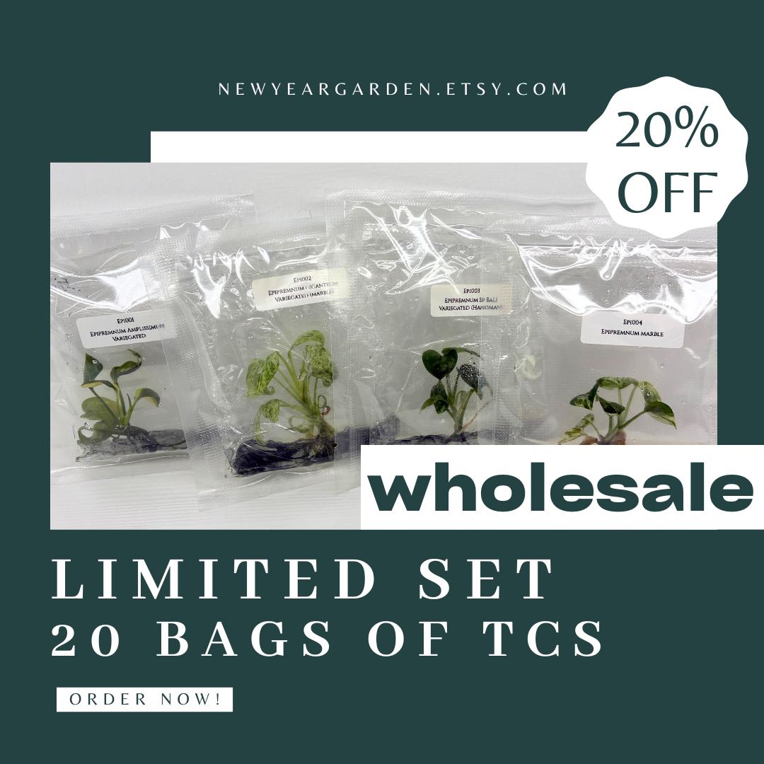 Special Set of 20 Bags of Epipremnum Tissue Culture