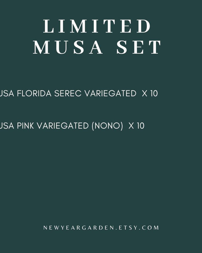 Special Set of 20 Bags of Musa Tissue Culture