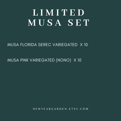 Special Set of 20 Bags of Musa Tissue Culture