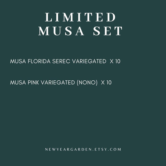 Special Set of 20 Bags of Musa Tissue Culture