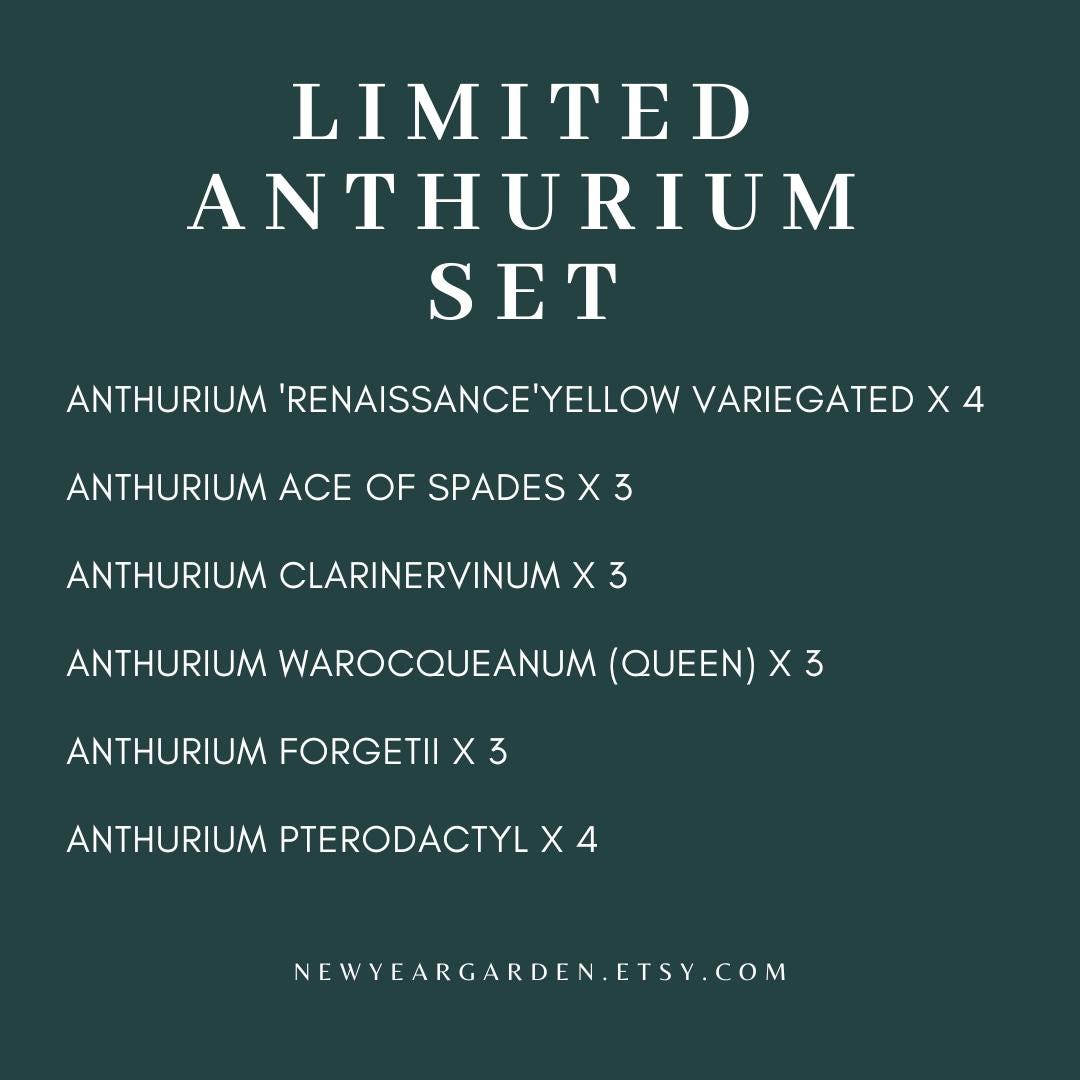 Special Set of 20 Bags of Anthurium Tissue Culture