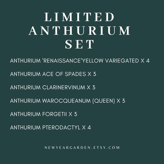 Special Set of 20 Bags of Anthurium Tissue Culture