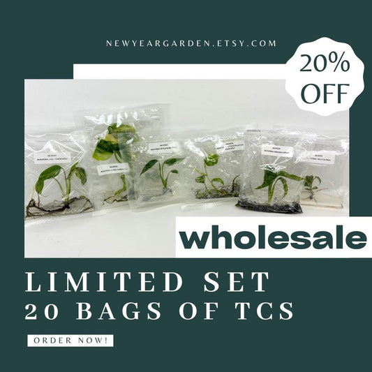 Special Set of 20 Bags of Monstera Tissue Culture