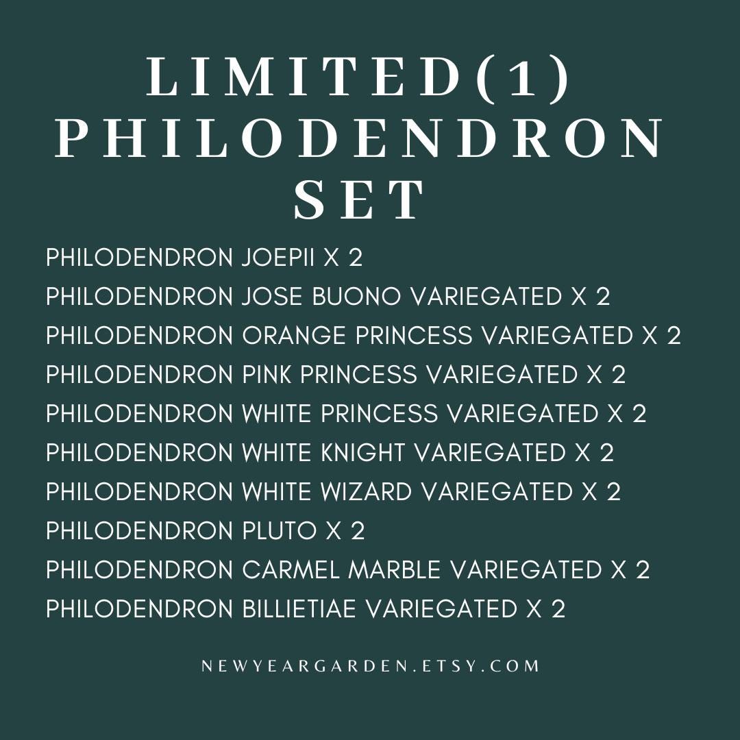 Special Set (1) of 20 Bags of Philodendron Tissue Culture