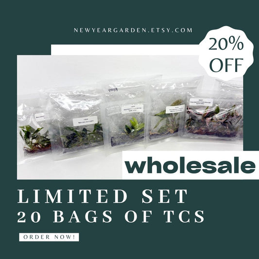 Special Set (1) of 20 Bags of Philodendron Tissue Culture