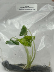 Alocasia black velvet Var.(Ninja-Splash) (1 plant/bag) Tissue culture