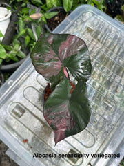 Alocasia Serendipity Variegated (1 plantlet/bag) Tissue culture