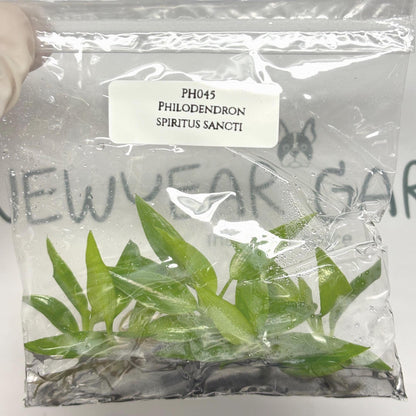 Philodendron Spiritus Sancti Tissue Culture (5 items/bag)