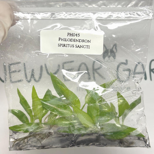 Philodendron Spiritus Sancti Tissue Culture (5 items/bag)