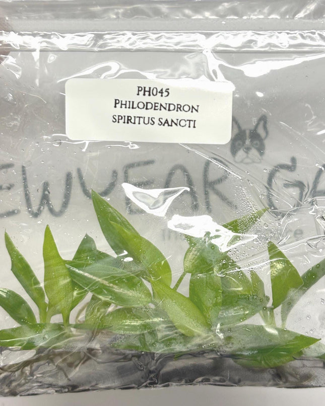 Philodendron Spiritus Sancti Tissue Culture (5 items/bag)