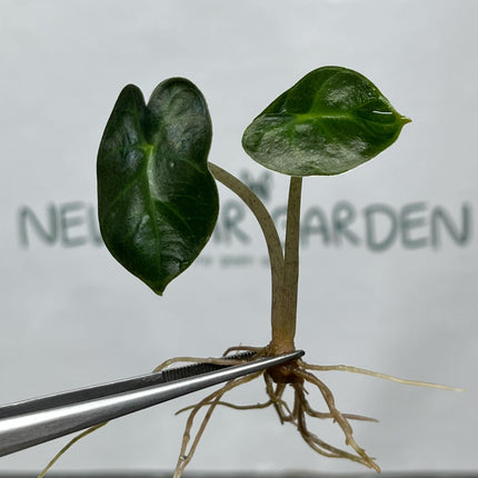 Alocasia Heart Balloon GREEN Tissue Culture (5 items/bag)