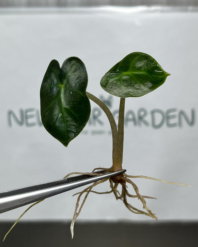 Alocasia Heart Balloon GREEN Tissue Culture (5 items/bag)