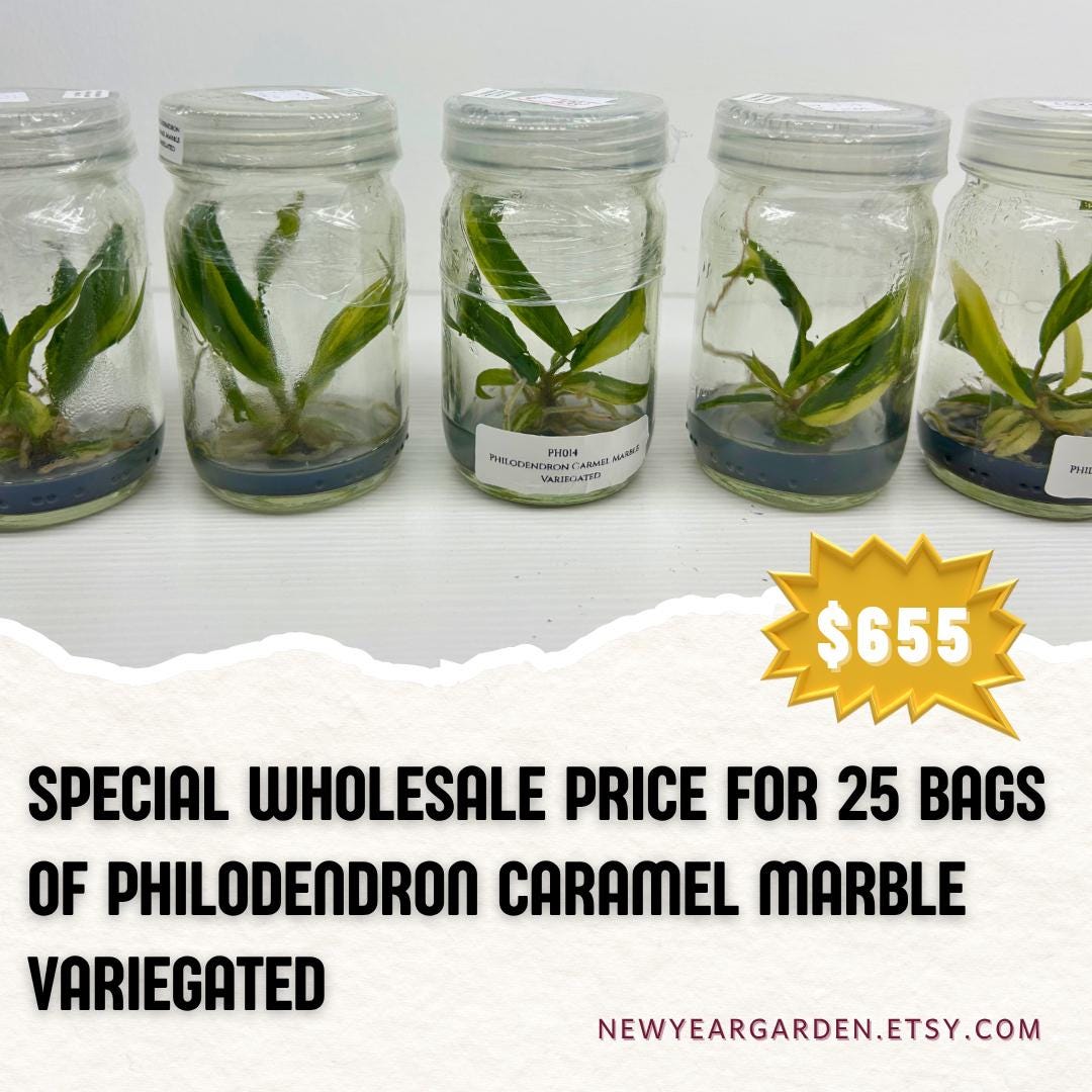 25 Caramel Marble Variegated Philodendron Tissue Culture Bags