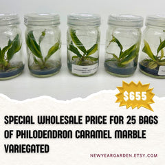 25 Caramel Marble Variegated Philodendron Tissue Culture Bags