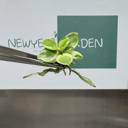 Mutation RARE Philodendron Billietiae Variegated  Tissue Culture (1 item/bag)