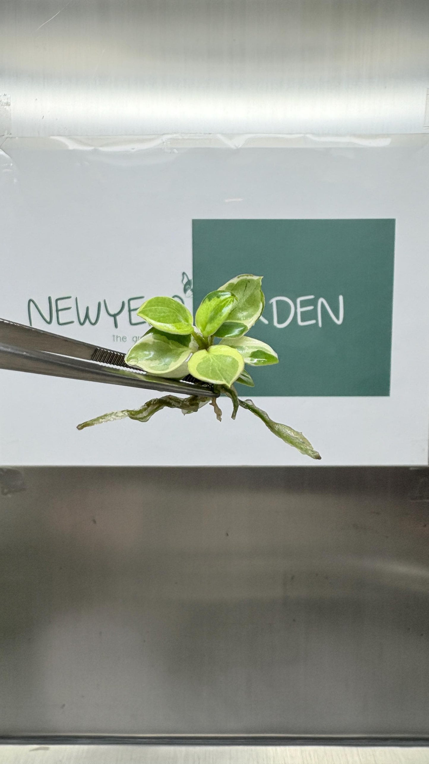 Mutation RARE Philodendron Billietiae Variegated  Tissue Culture (1 item/bag)