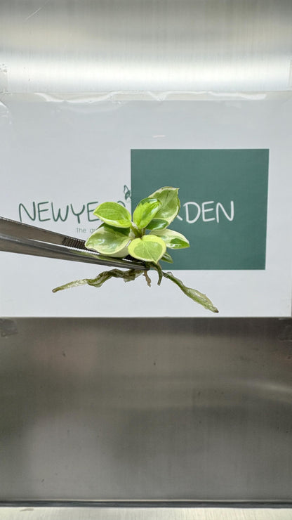 Mutation RARE Philodendron Billietiae Variegated  Tissue Culture (1 item/bag)