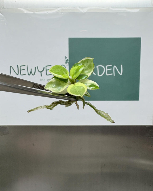 Mutation RARE Philodendron Billietiae Variegated  Tissue Culture (1 item/bag)