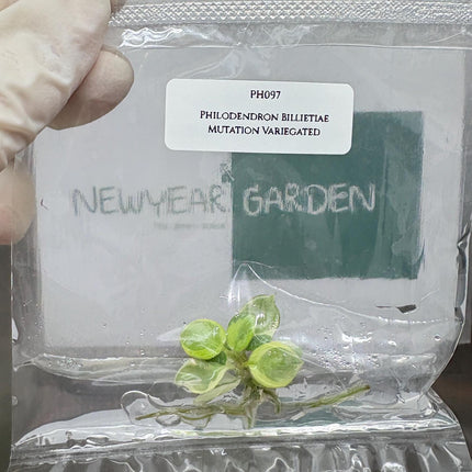 Mutation RARE Philodendron Billietiae Variegated  Tissue Culture (1 item/bag)